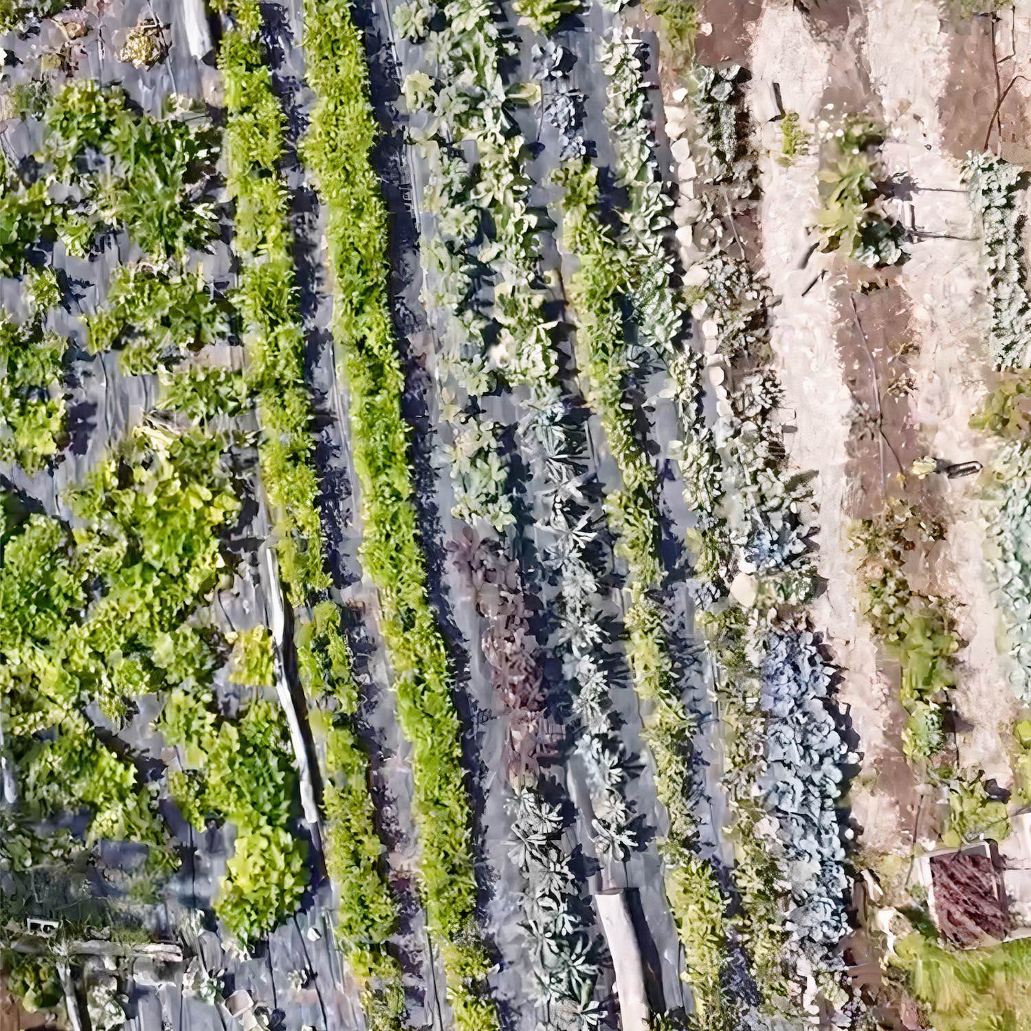 Aerial shot of produce growing on farm