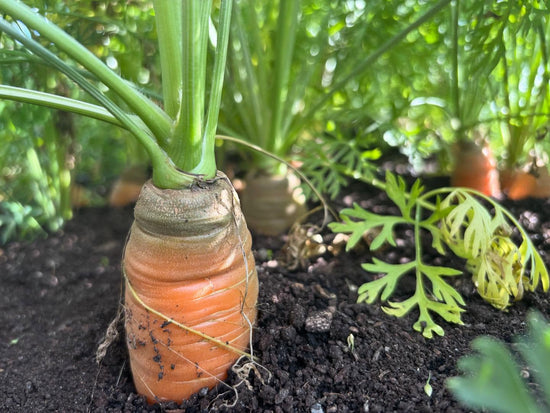 Carrots with tops