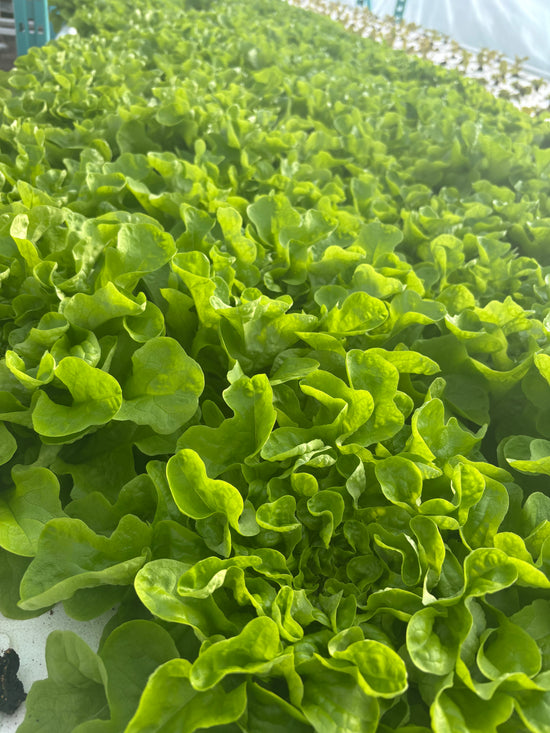 Organic Lettuce Mix - 250g
