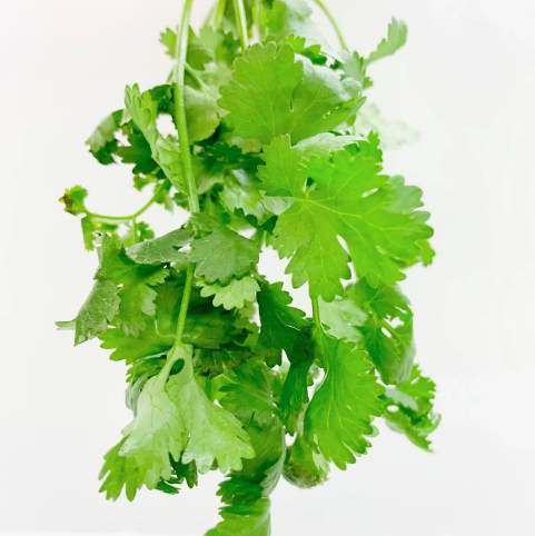 Cilantro