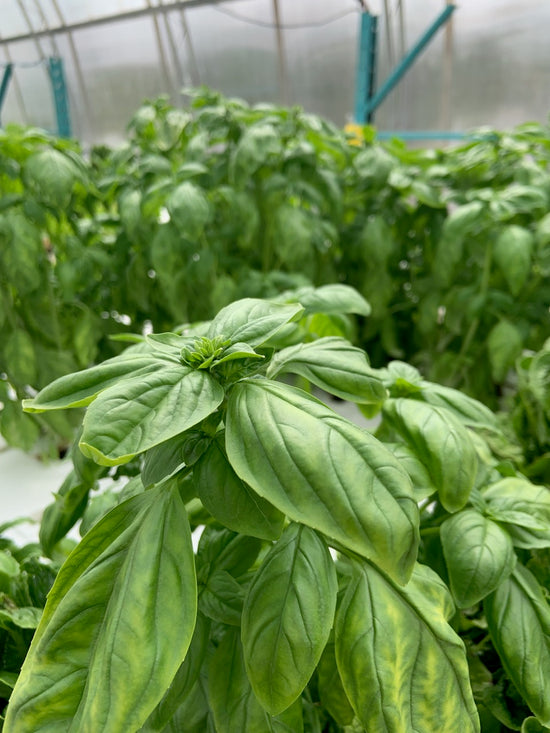 Organic basil