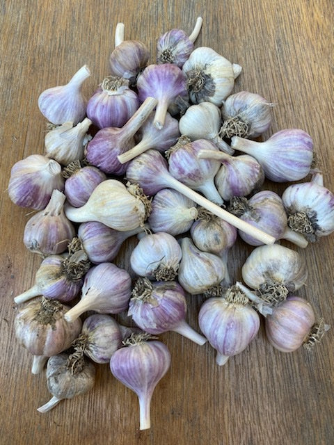 Garlic (1lb)