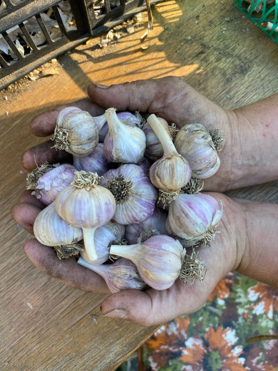 Organic Heirloom Garlic (1/2lb)