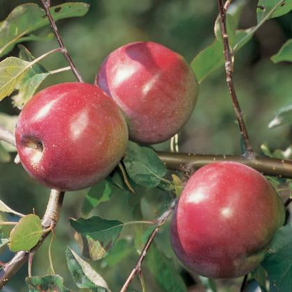 Crimson Apples